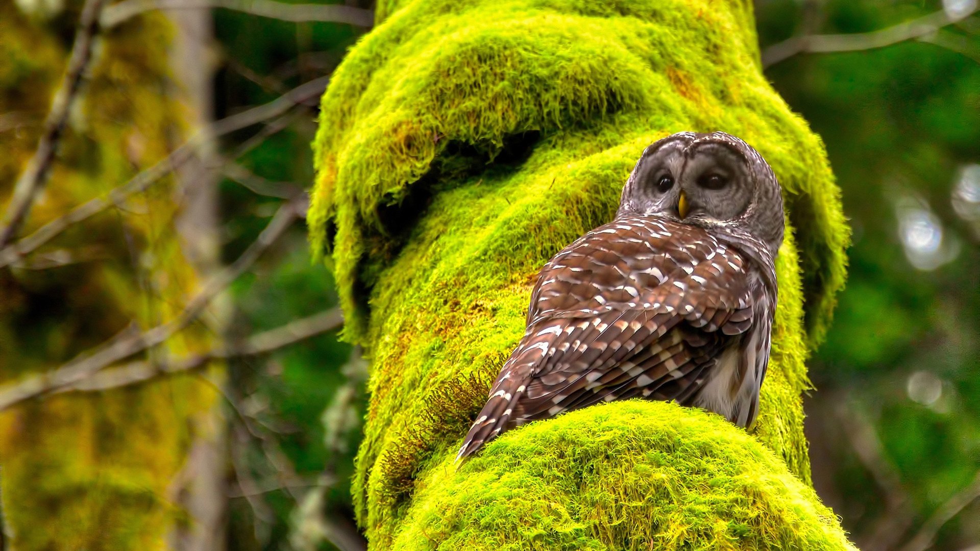国王归来，哈登末节主宰比赛，用绝杀回击所有质疑